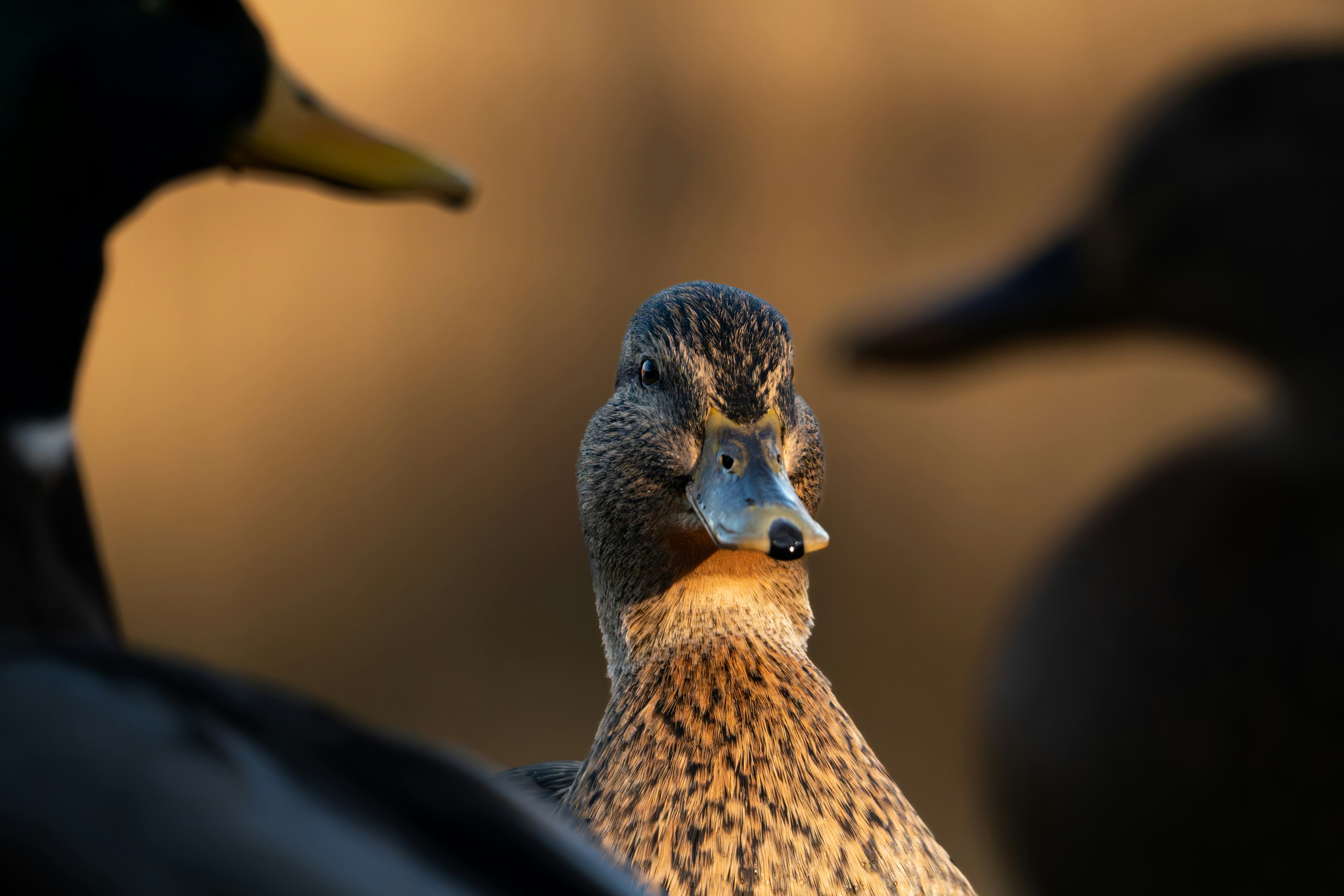 the tutorial I'm following just showed me how to add pictures so here's a picture of a duck I found on unsplash.